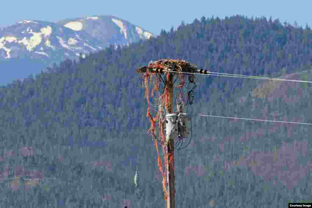 Discarded baling twine adorns a nest on the outskirts of Missoula. (Courtesy of Erick Greene, Univ. of Montana)