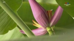 Ֆրանսիայի հարավում գտնվող Օքսիտանիայի ֆերմերները աճեցնում են էկզոտիկ մրգեր և բույսեր