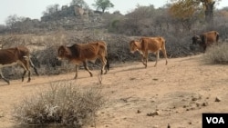 Sezicake okumangalisayo inkomo eMatabeleland South