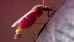 Antipalúdico para mosquitos