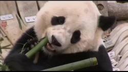 大熊猫宝宝今天离开首都华盛顿启程回中国
