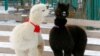 Alpacas, male Romeo (L) and female Juliette, decorated for Valentine&#39;s Day walk inside their open air enclosure at the Roev Ruchey Zoo in Krasnoyarsk, Russia.