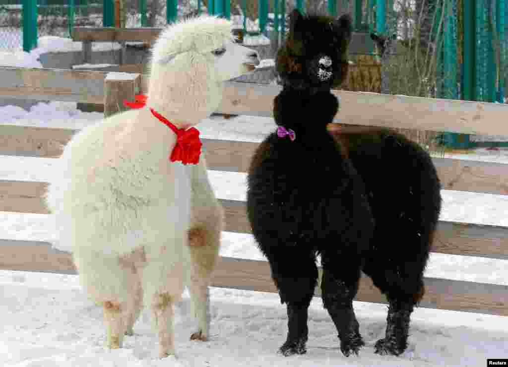 Alpacas, male Romeo (L) and female Juliette, decorated for Valentine&#39;s Day walk inside their open air enclosure at the Roev Ruchey Zoo in Krasnoyarsk, Russia.