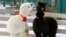 Alpacas, male Romeo (L) and female Juliette, decorated for Valentine's Day walk inside their open air enclosure at the Roev Ruchey Zoo in Krasnoyarsk, Russia.