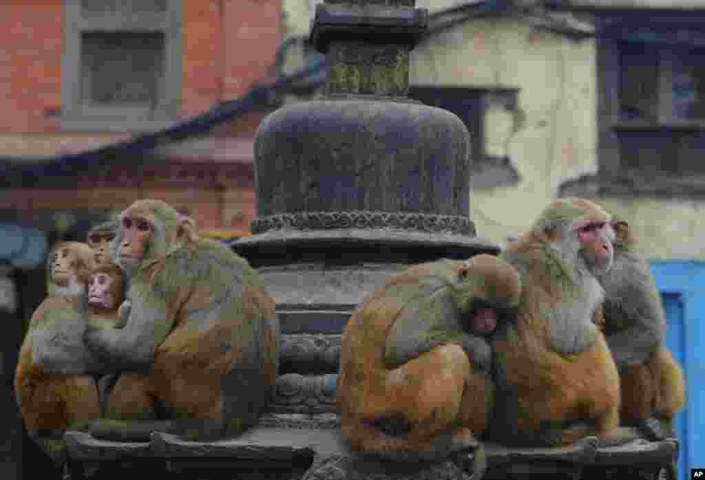 네팔 카트만두의&nbsp;스와얌부나트 사원​에서 원숭이들이 체온을 따뜻하게 하기 위해 서로 껴안고 있다.&nbsp;