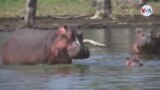 CIENCIA: Estiércol de hipopótamo fundamental para ríos y lagos
