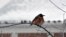 An American Robin, known for its warm orange breast and cheery singing, sits in a tree as snow falls in Fairfax, Virginia. (Diaa Bekheet/VOA)