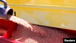 FILE - Soybeans are loaded into a sowing machine in the town of Estacion Islas in Buenos Aires province, Nov. 27, 2012. 