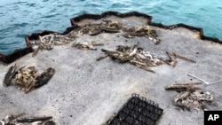 In this Oct. 22, 2019, photo, dead seabirds lie on a pier with plastic debris on Midway Atoll in the Northwestern Hawaiian Islands.