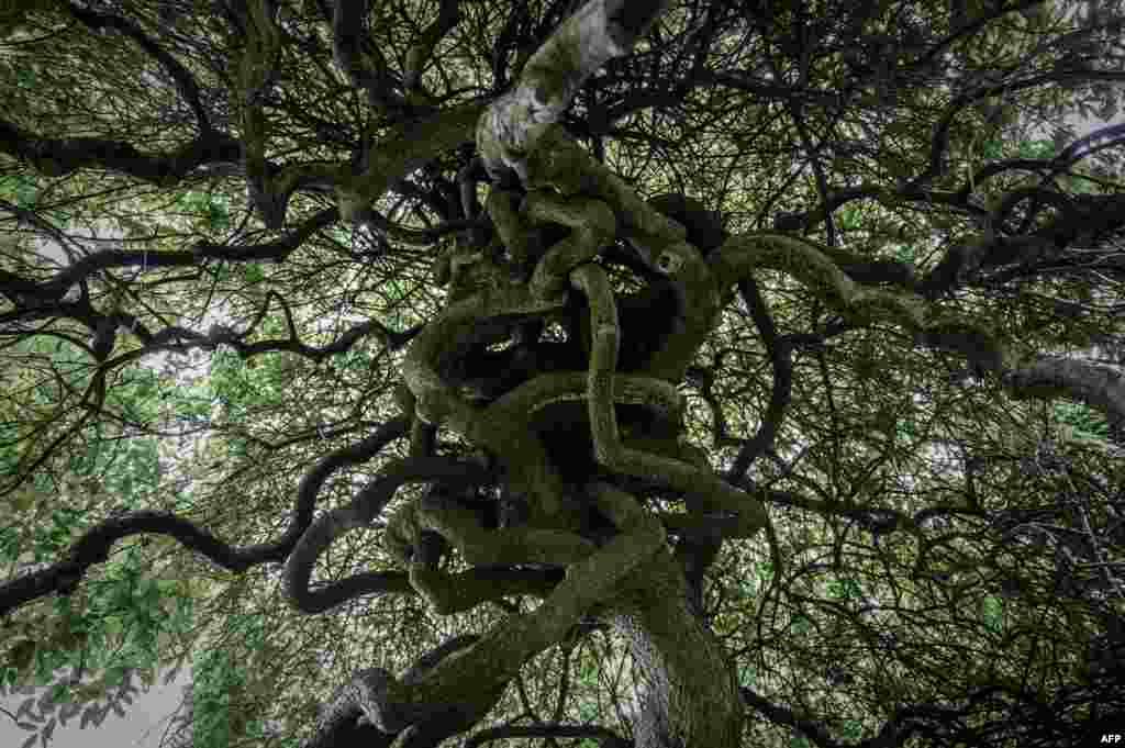 A Weeping Sophora Japonica tree, part of the 30 trees deemed admirable their beauty, history or botanical rarity among the 350,000 in the gardens of the Palace of Versailles, is seen in France.