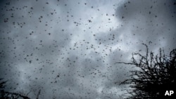 FILE - Swarms of desert locusts fly up into the air from trees in Katitika village, Kitui county, Kenya, Jan. 24, 2020. 