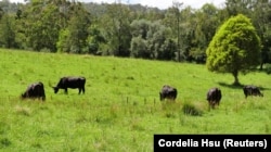 Cows graze in a field during a robot demonstration in Allynbrook, Australia, November 22, 2024. (REUTERS/Cordelia Hsu)