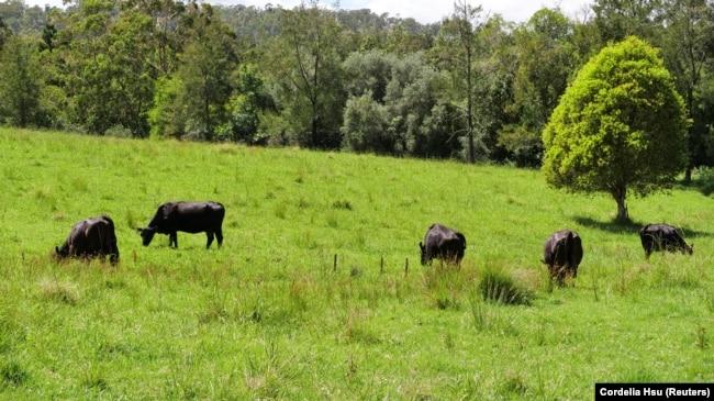 Cows graze in a field during a robot demonstration in Allynbrook, Australia, November 22, 2024. (REUTERS/Cordelia Hsu)