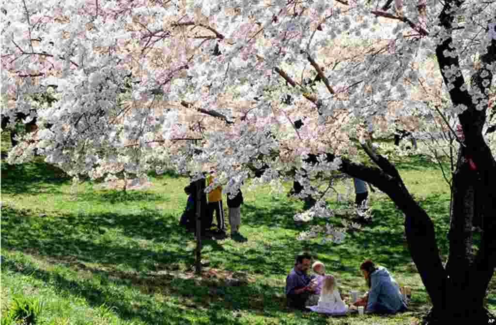 [워싱턴 D.C. 벚꽃 축제] 워싱턴의 봄