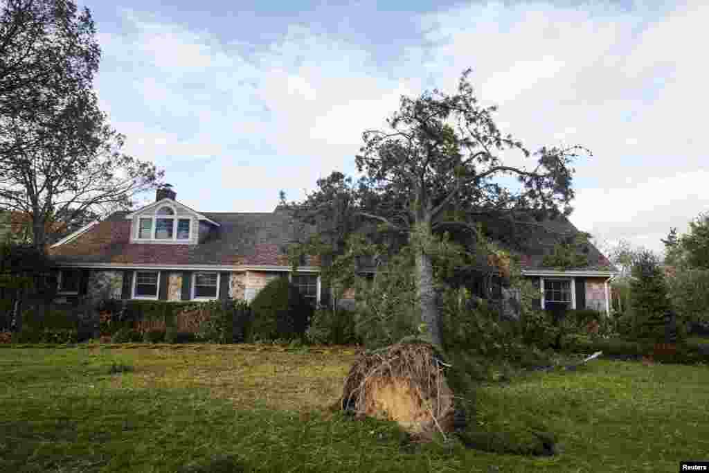 An uprooted tree lies on top of a home after being pushed over by winds from Hurricane Sandy in Westhampton Beach, New York, October 30, 2012. 