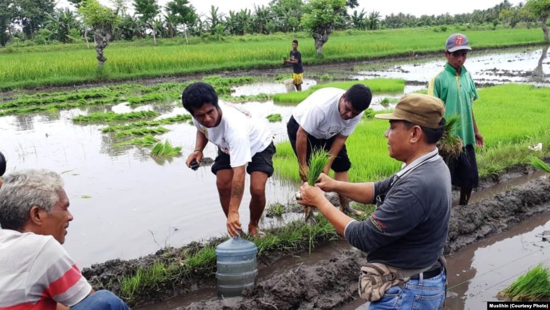 Muslihin (baju abu-abu) menerangkan metode SRI ke petani Sumba (courtesy: Muslihin)