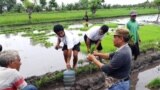 Muslihin (baju abu-abu) menerangkan metode SRI ke petani Sumba (courtesy: Muslihin)