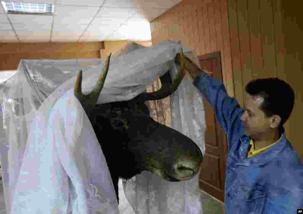 A volunteer uncovers a stuffed moose rescued from a museum that was damaged by shelling in late August, in the city of Donetsk, eastern Ukraine, Sept. 22, 2014. 