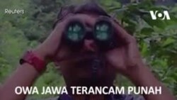 Owa Jawa Terancam Punah Karena Perubahan Iklim Dan Aktivitas Manusia