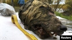 Kepala serigala purba, yang terawetkan dalam permafrost atau tanah yang berada di titik beku, selama 40 ribu tahun tampak di tepian sungai Tirekhtyakh di Republik Sakha (Yakutia), Rusia, 6 September 2018. (Foto: Reuters)