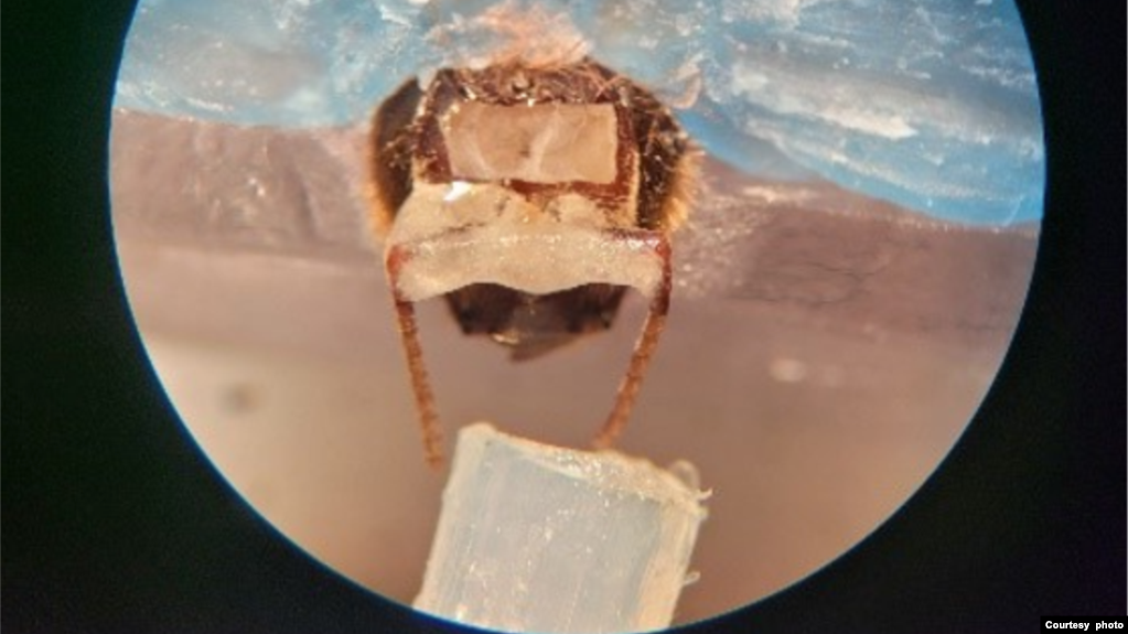 A honeybee in the harness, with blue wax holding the bee in place, as an odor line is placed in front of the bees’ antennae. (Courtesy Saha Lab)