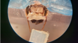 A honeybee in the harness, with blue wax holding the bee in place, as an odor line is placed in front of the bees’ antennae. (Courtesy Saha Lab)
