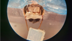 A honeybee in the harness, with blue wax holding the bee in place, as an odor line is placed in front of the bees’ antennae. (Courtesy Saha Lab)
