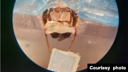 A honeybee in the harness, with blue wax holding the bee in place, as an odor line is placed in front of the bees’ antennae. (Courtesy Saha Lab)
