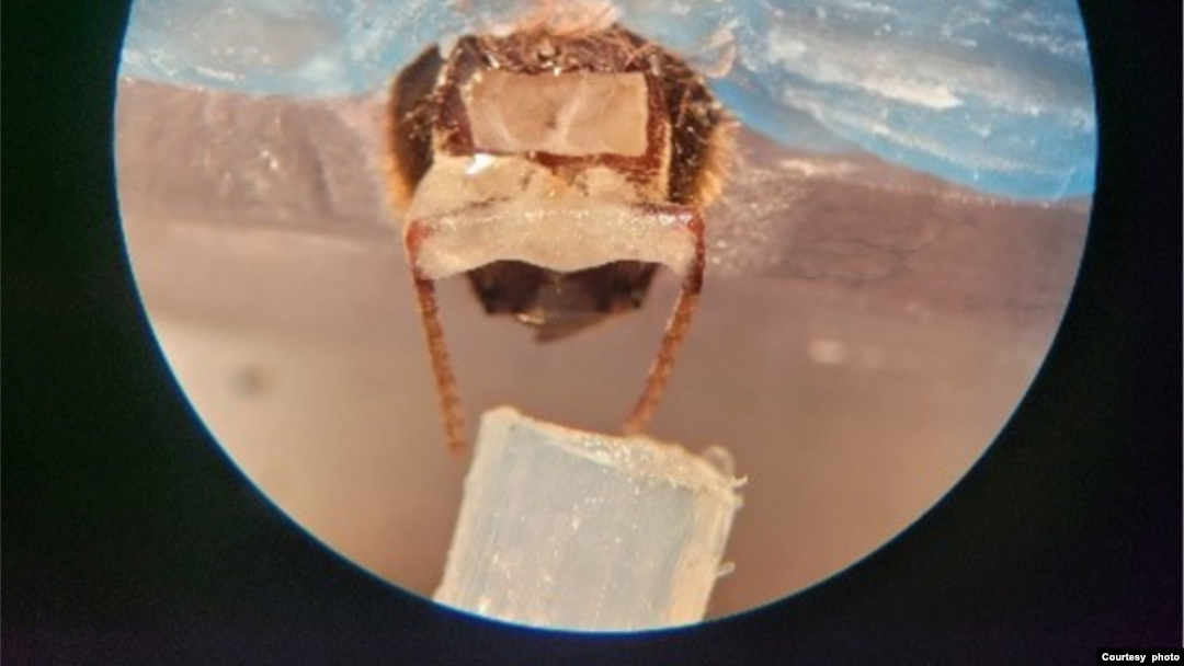 Pčela miriše uzorak (Foto: Saha Lab)
