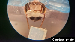  A honeybee in the harness, with blue wax holding the bee in place, as an odor line is placed in front of the bees’ antennae. (Courtesy Saha Lab0
Credit: Saha lab
