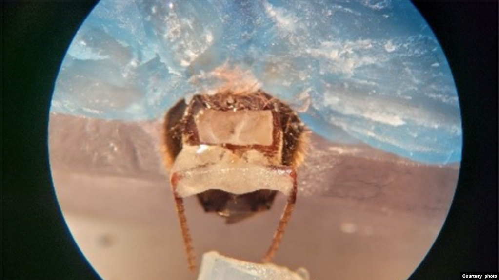 Una abeja en el arnés, con cera azul que la mantiene en su lugar, mientras se le coloca una línea de olor frente a sus antenas. [Cortesía de Saha Lab0 Crédito: Saha Lab].