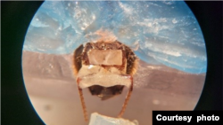 Una abeja en el arnés, con cera azul que la mantiene en su lugar, mientras se le coloca una línea de olor frente a sus antenas. [Cortesía de Saha Lab0 Crédito: Saha Lab].