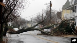 Sebuah pohon besar tumbang dan menimpa kabel jaringan listrik di Swampscott, Massachusetts, setelah angin dengan kecepatan tinggi melanda pantai timur AS, Jumat (2/3). 