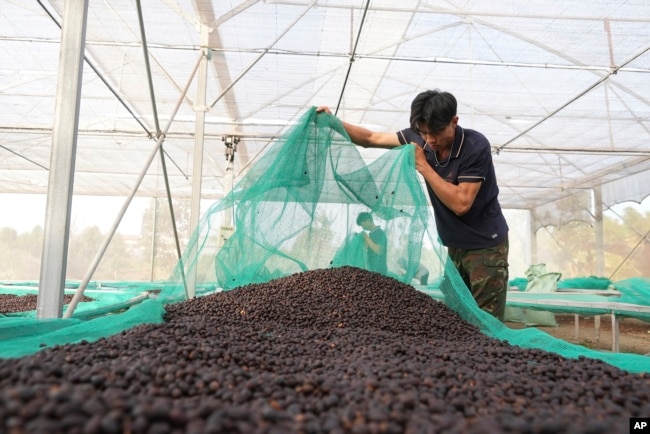 Workers dry coffee beans at a coffee factory in Dak Lak province, Vietnam, on Feb. 1, 2024. (AP Photo/Hau Dinh)