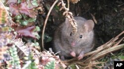 This undated photo shows a house mouse on Marion Island, South Africa. (Stefan and Janine Schoombie via AP)