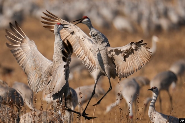 Sandhill cranes are seen at the Wheeler National Wildlife Refuge, Monday, Jan. 13, 2025, in Decatur, Ala. (AP Photo/George Walker IV)