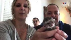 Օրեգոնի մի ընտանիքի կատուն երկգլխանի ձագ է ունեցել