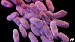 FILE - This illustration released by the Centers for Disease Control and Prevention shows a group of antibiotic-resistant bacteria. 