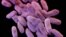 FILE - This illustration released by the Centers for Disease Control and Prevention shows a group of antibiotic-resistant bacteria. 