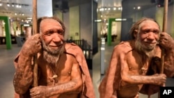 FILE - The reconstruction of a Homo neanderthalensis, who lived within Eurasia from circa 400,000 until 40,000 years ago, mirrors at the Neanderthal Museum in Mettmann, Germany, located at the site of the first Neanderthal man discovery, Wednesday, July 3, 2019.