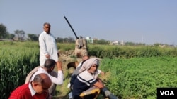 Farmers in Daryapur want the government to legalize a practice of offering price guarantees for crops. (Anjana Pasricha/VOA)