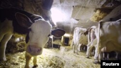 Una vaca lechera en una granja de Lausanne, Suiza.