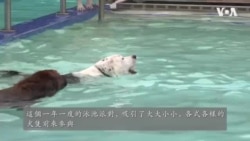 狗狗暢泳日 為華盛頓特區居民的愛犬消暑降溫 