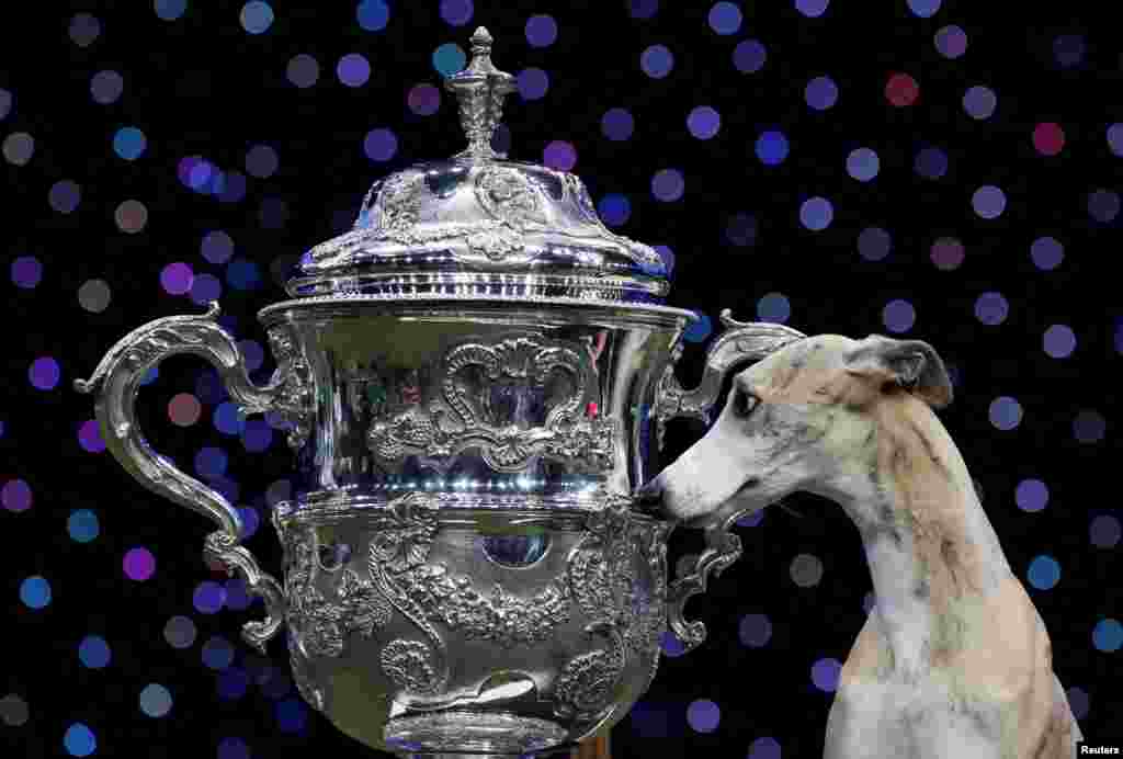 Whippet named Miuccia looks at a trophy after winning the Best in Show on the final day of the Crufts Dog show in Birmingham, Britain, March 9, 2025. 