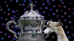 Whippet named Miuccia looks at a trophy after winning the Best in Show on the final day of the Crufts Dog show in Birmingham, Britain, March 9, 2025. 