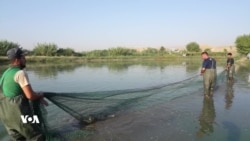 Lehîyên li Herêma Kurdistanê Ziyan Gihandine Samana Masîyan