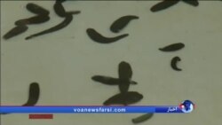 پرورش و صادرات زالو توسط یک شرکت مستقر در لهستان برای طب سنتی