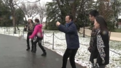 Late Cherry Blossoms Disappoint Washington Tourists