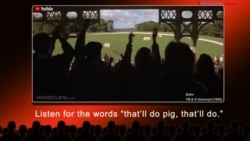 English @ the Movies: That'll do pig, that'll do