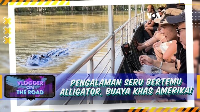 Vlogger on The Road: Pengalaman Seru Bertemu Alligator, Buaya Khas Amerika!